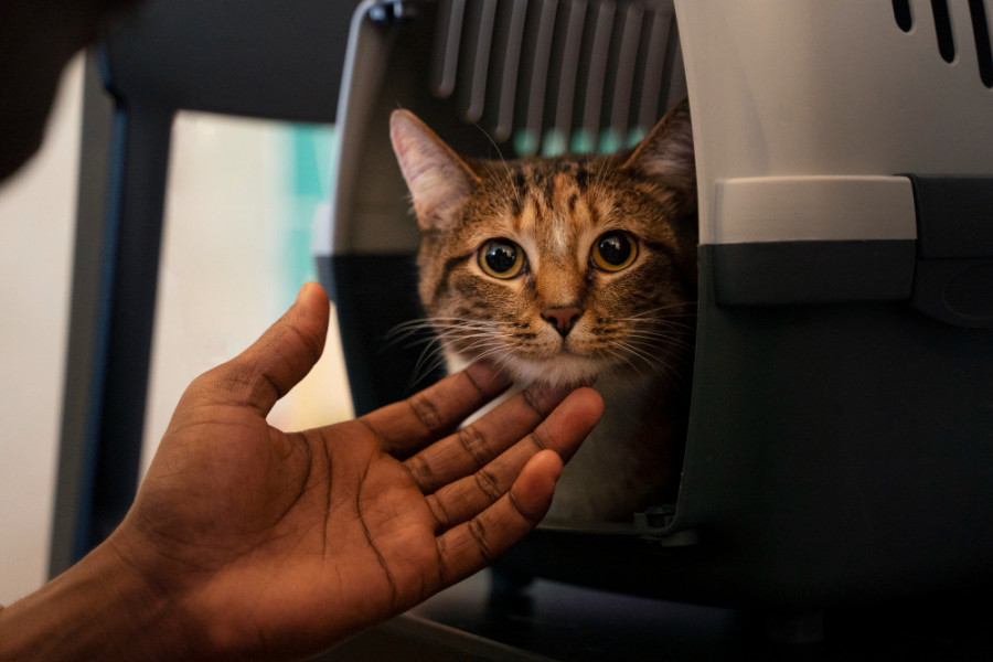 Gato veterinario