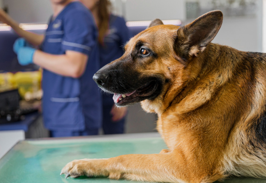 Perro en clínica veterinaria