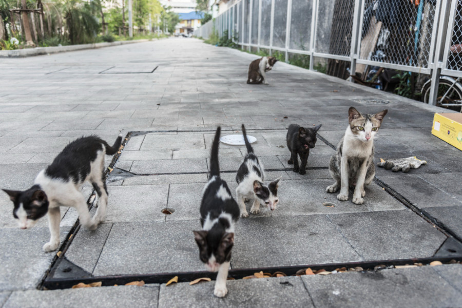 Gatos en situación de calle