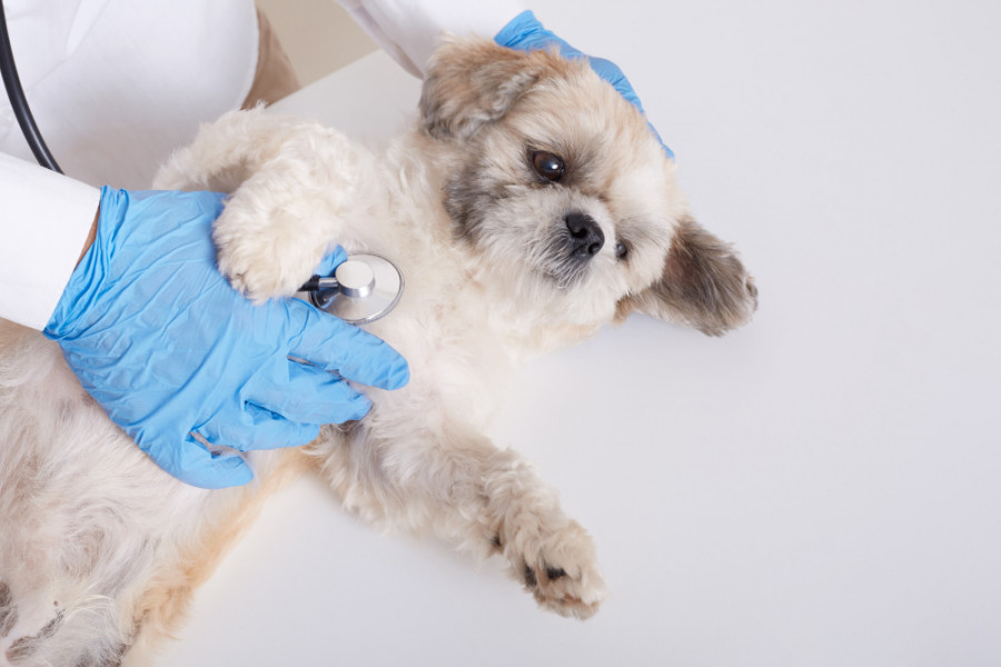 Perro veterinario (2)