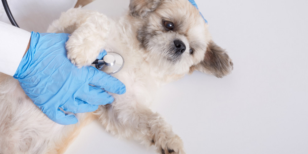 Aportan pruebas contundentes de que la castración de perros retrasa el envejecimiento biológico