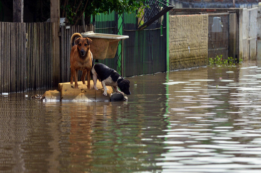Perros en inundación
