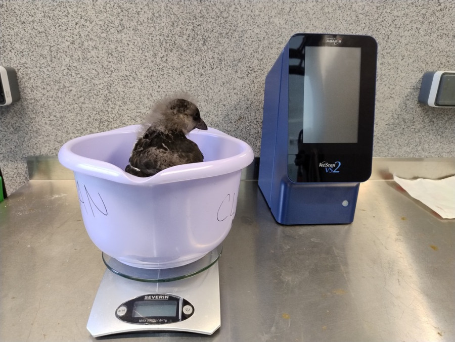 Un frailecillo junto a material veterinario cedido por la empresa ZOETIS