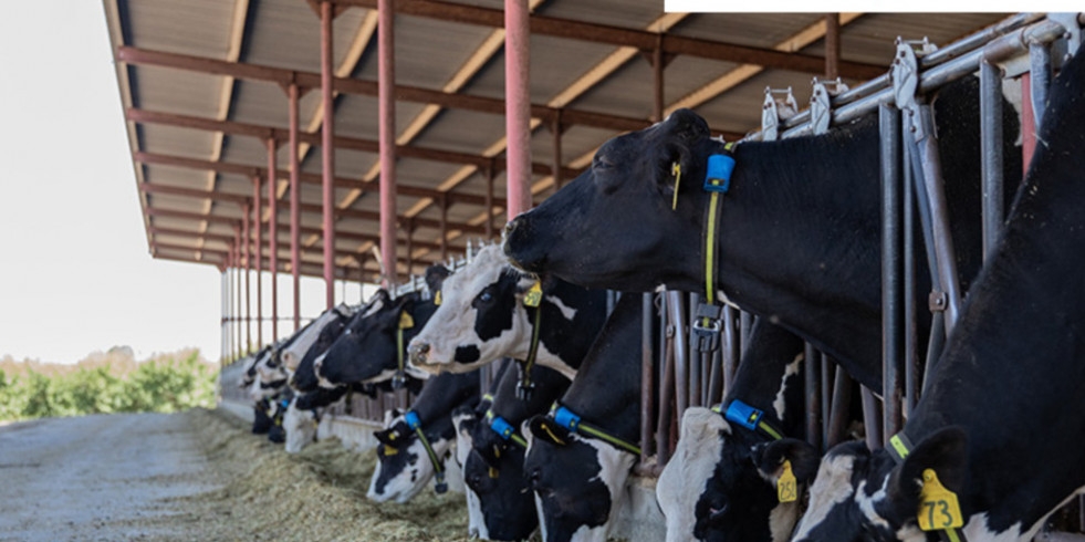 Las plataformas Gando y SenseHub® de MSD Animal Health unen fuerzas para la mejor monitorización de vacuno de leche