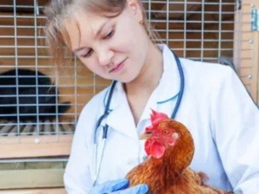 Veterinaria