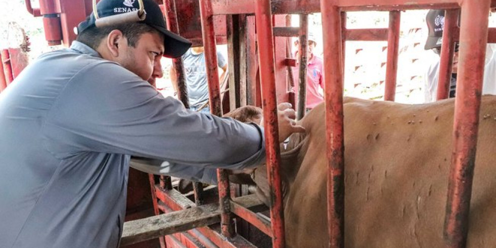México informa un nuevo caso de gusano barrenador del ganado