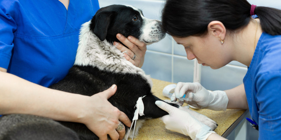 Exploran en España el uso de una prometedora técnica para tratar el insulinoma canino