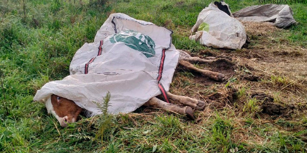 Veterinarios ayudan a detectar una granja con 