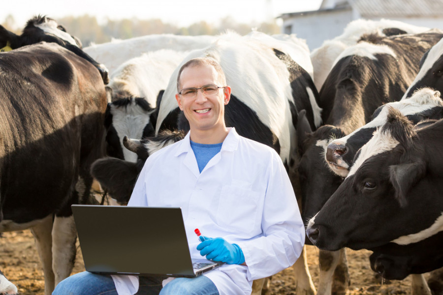 Vaca veterinario
