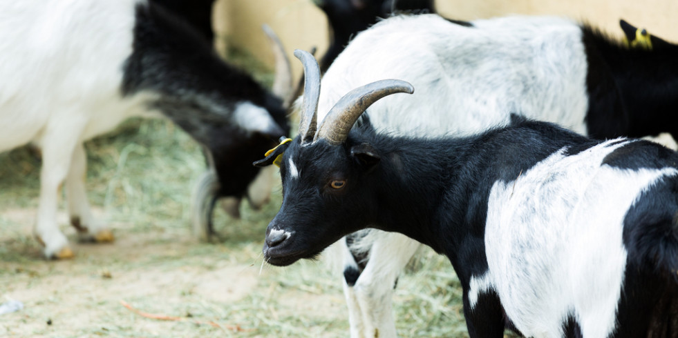 Estudian las implicaciones de la exposición al plomo en la salud de las cabras y la seguridad alimentaria