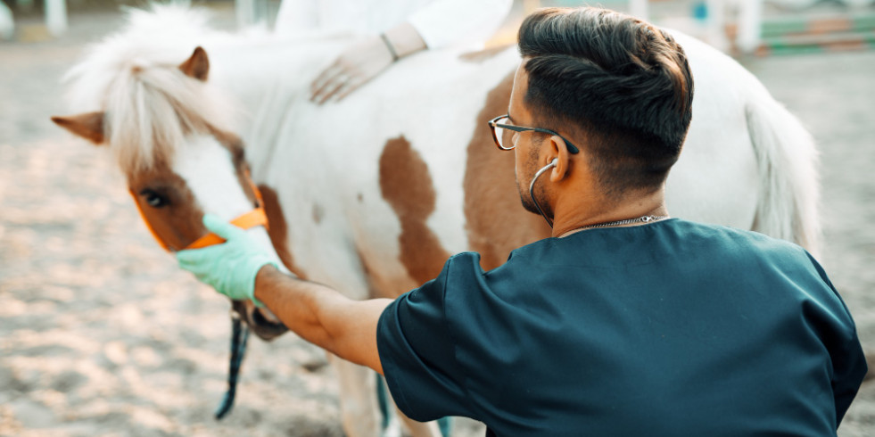 Veterinarios españoles plantean alternativas ecológicas a los materiales plásticos para inseminar equinos