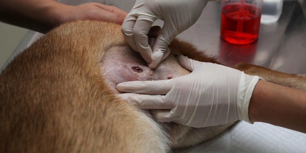 La altísima tasa de tumores cancerígenos detectados en un simple examen físico en perros refuerza su importancia