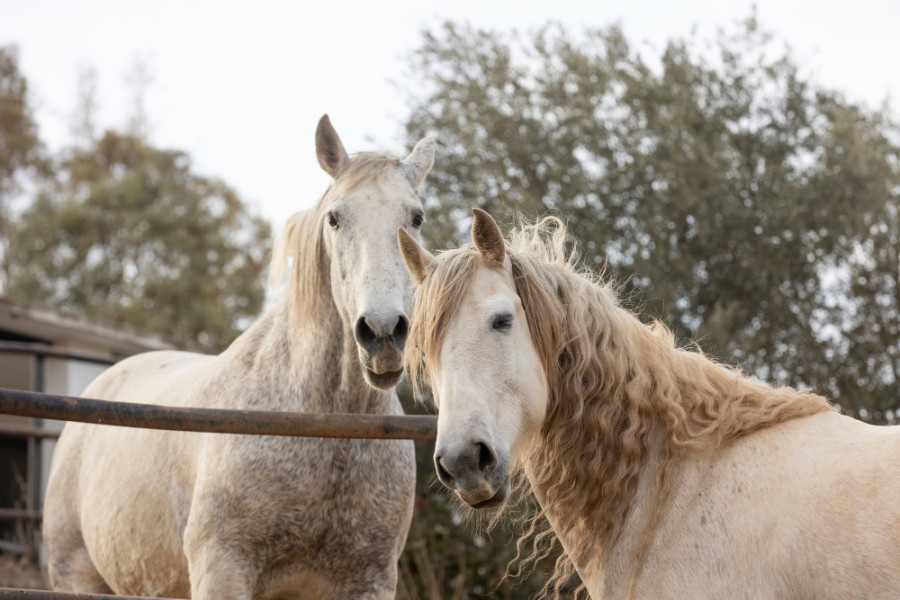 Caballo
