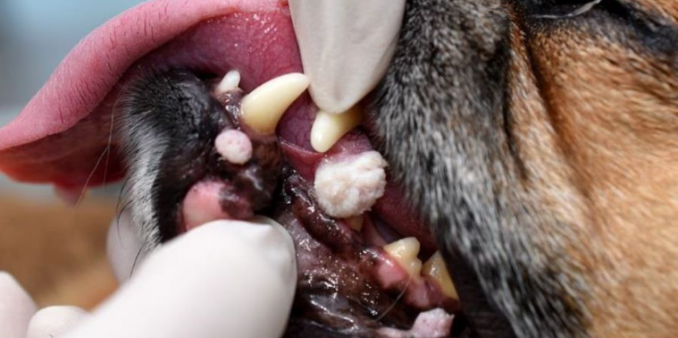 Revisión actualizada sobre las enfermedades causadas por el virus del papiloma en perros y gatos