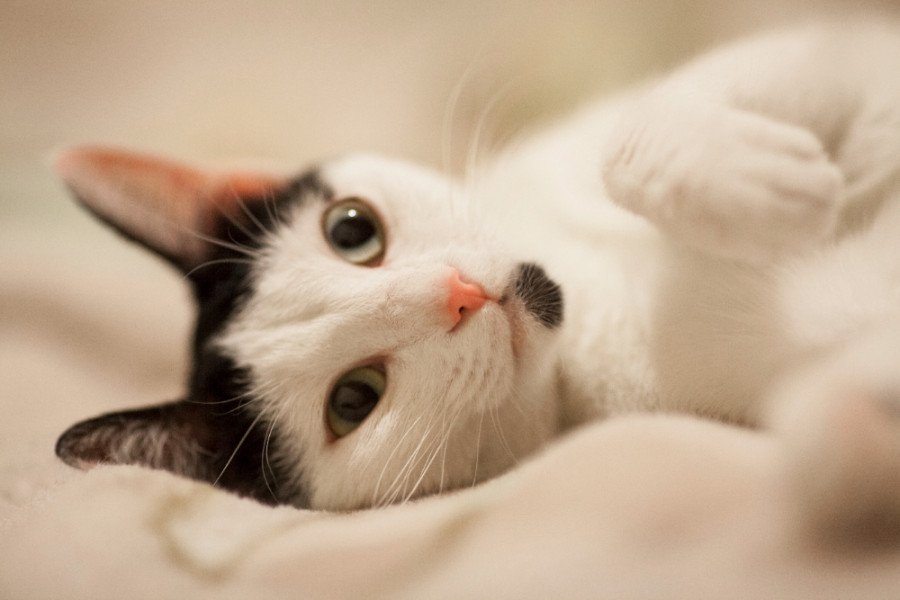 Crean videos para detectar el dolor en gatos