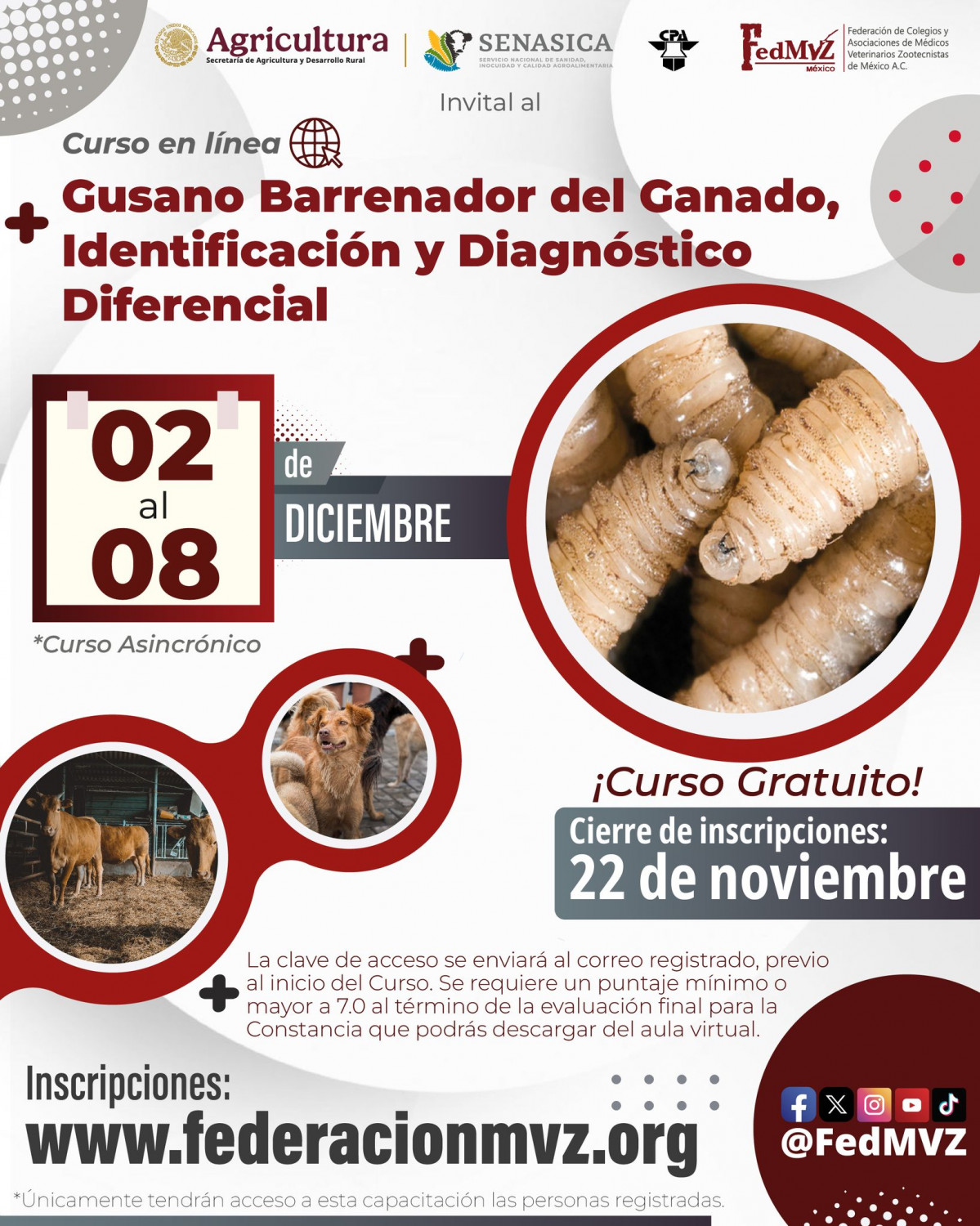 Nuevos requisitos para movilizar perros de México a EUA por la amenaza del gusano barrenador del ganado