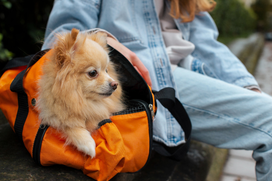 Nuevos requisitos para viajar con perros de México a EUA por la amenaza del gusano barrenador del ganado