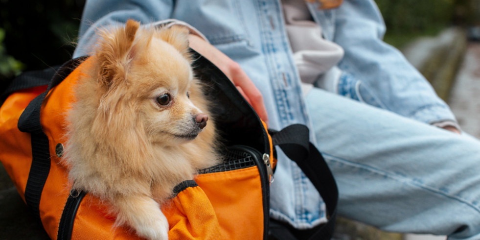 Nuevos requisitos para movilizar perros de México a EUA por la amenaza del gusano barrenador del ganado