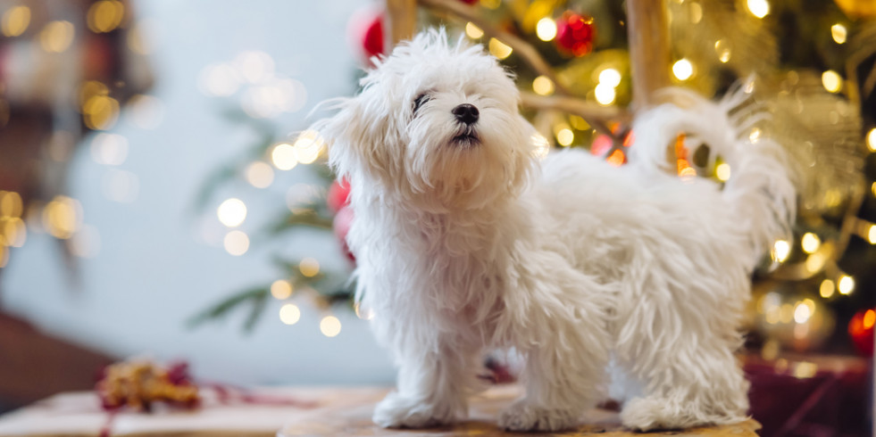 Consejos para proporcionar unas navidades seguras y tranquilas a tu perro