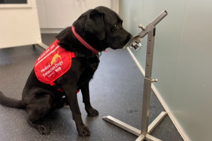 Perro detectar cáncer vejiga
