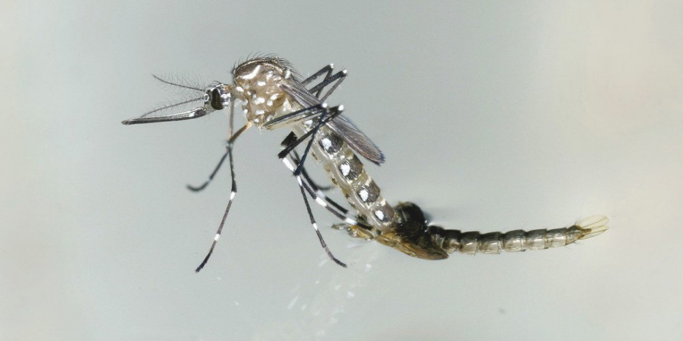 Inicia en México el Plan Nacional para el Control del Dengue y otras Arbovirosis