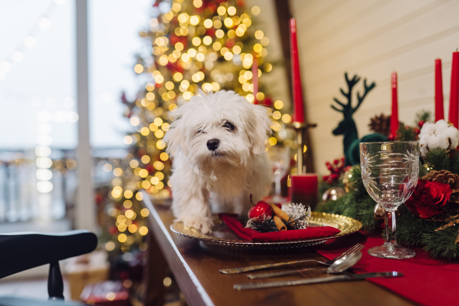 Consejos para evitar que tu gato o perro se accidente con el árbol o adornos de Navidad