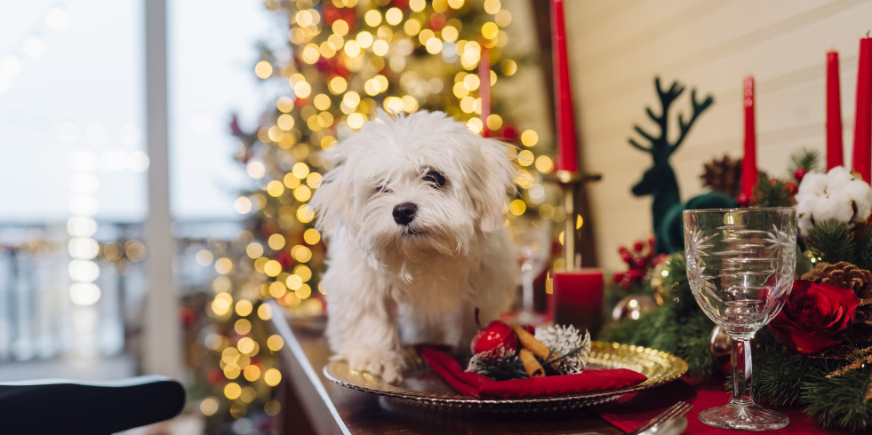 Consejos para evitar que tu gato o perro se accidente con el árbol o adornos de Navidad