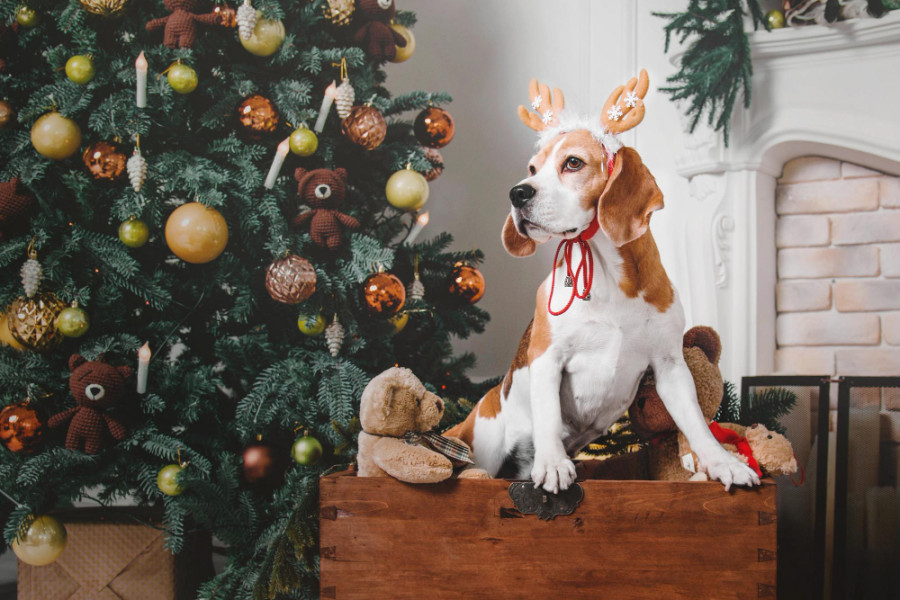 Villacinco elanco navidad perro