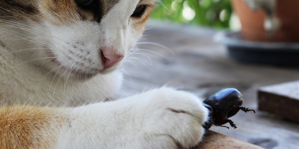 ¿Están los dueños de gatos dispuestos a darles alimentos producidos con insectos?