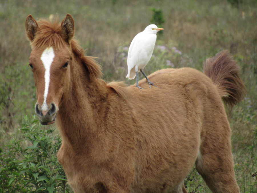 La gripe aviar ha pasado inadvertida durante años entre los caballos
