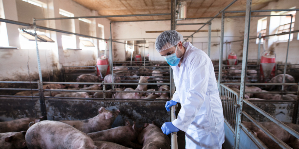 Nueva investigación ofrece esperanzas para una futura vacuna contra la peste porcina africana