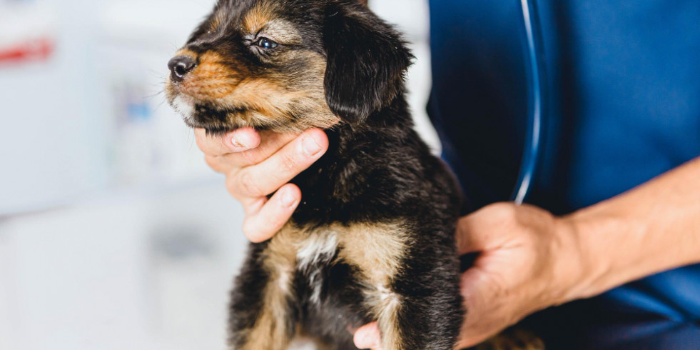 Españoles ayudan a mejorar el complejo diagnóstico de un tipo de meningoencefalomielitis en un perro