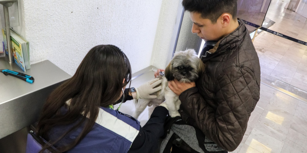 Conoce los requisitos que tu mascota debe cumplir para viajar en este periodo vacacional