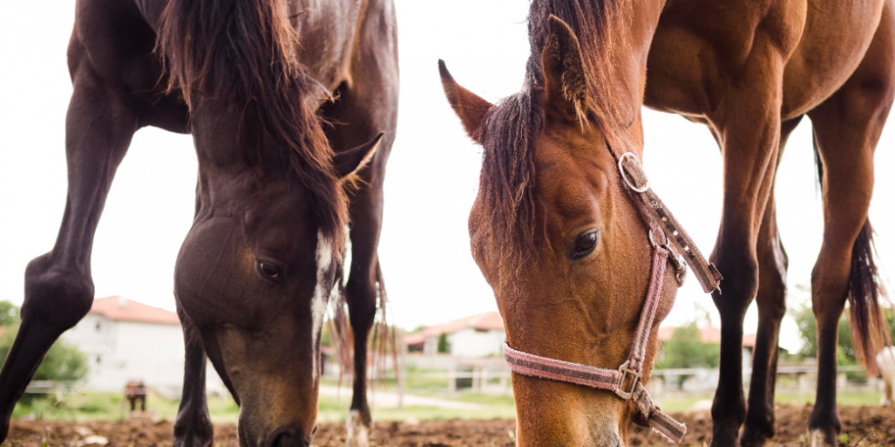 Beneficios de las vitaminas para caballos