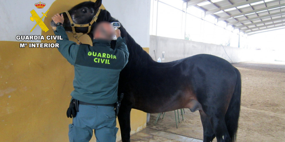 Detectan una red que trasladaba caballos con documentación falsificada a terceros países