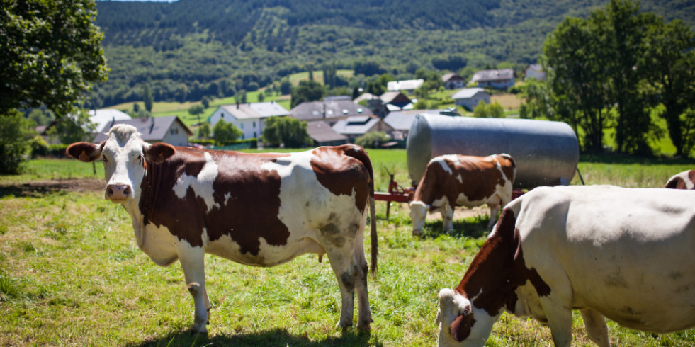 Descubren una terapia alternativa a los antibióticos para tratar eficazmente una infección común en las vacas