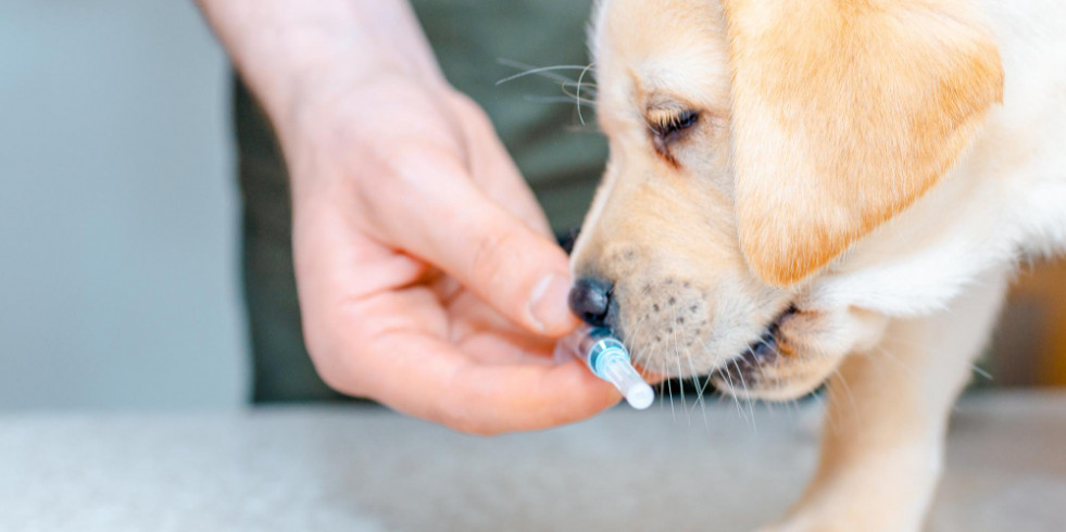Reducir el uso de antibióticos en las gastroenteritis no compromete la seguridad del perro
