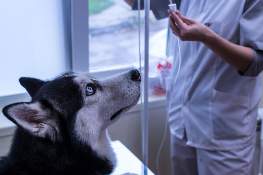 Ablación radiofrecuencia carcinomas nasales perros