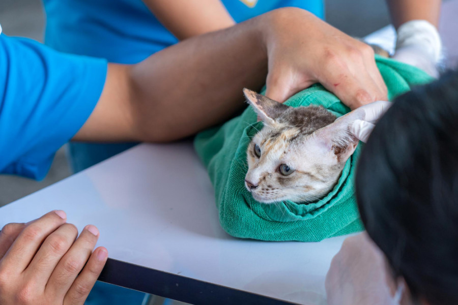 Gatos España hipertiroidismo