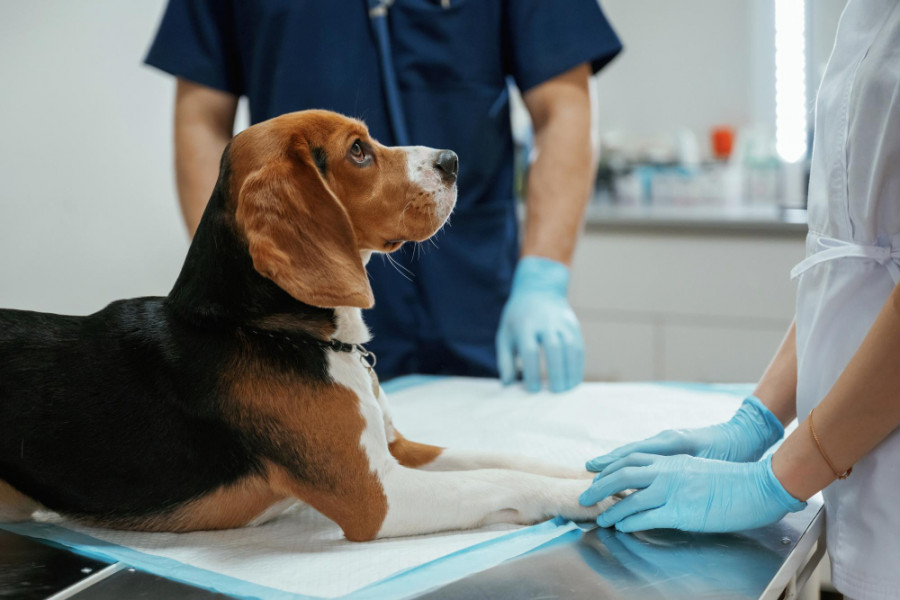 Cambios ecográficos a largo plazo de la próstata canina después de la castración