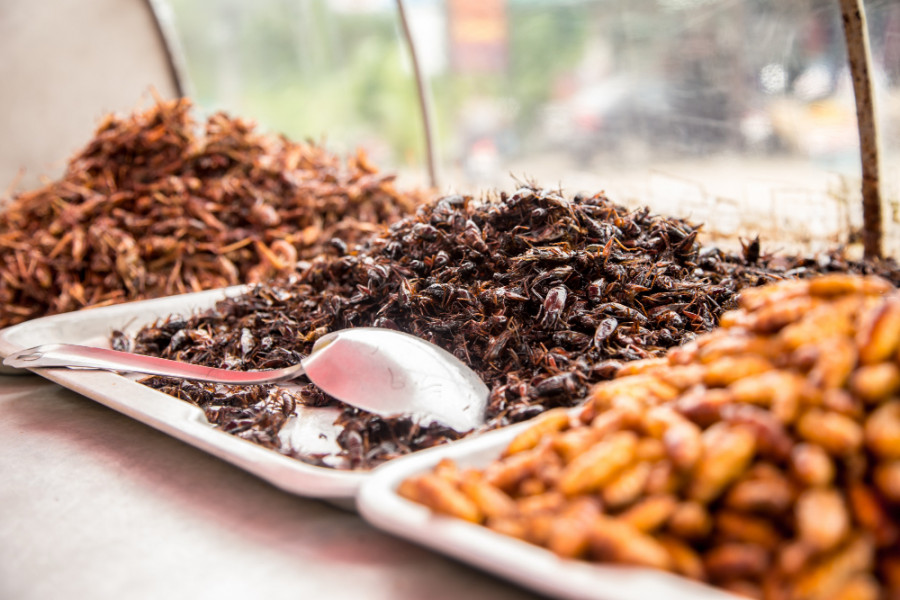 Nuevo campo emergente de los insectos como alimento y pienso