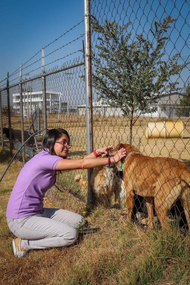 Al adoptar un perro o gato "hay diversos factores que deben considerarse": experta