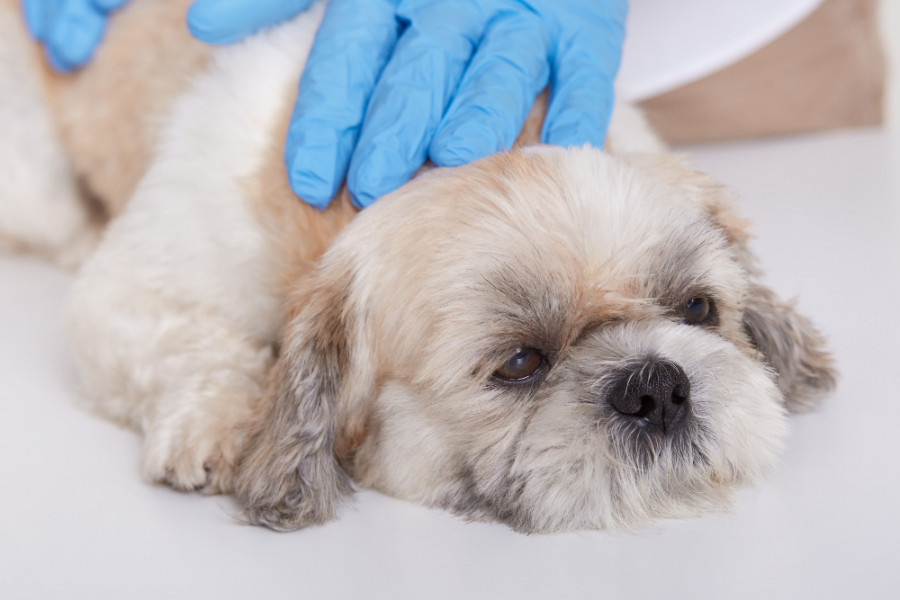 Acortar la duración de los tratamientos antibióticos en la neumonía canina