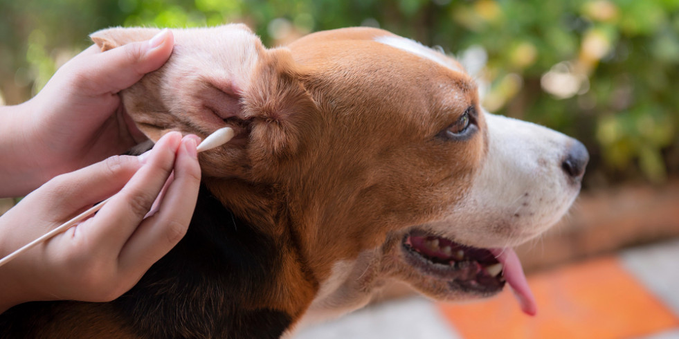Los bacteriófagos son una alternativa eficaz a los antibióticos en el tratamiento de las otitis caninas