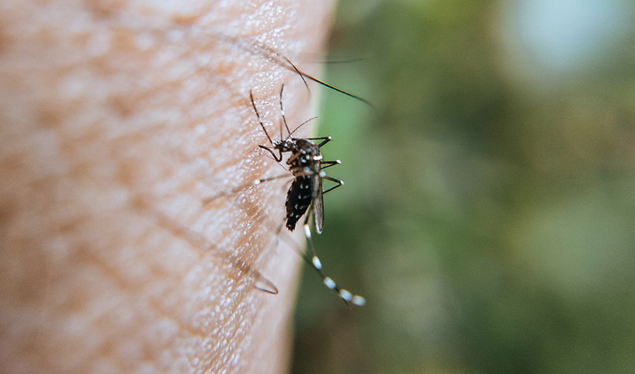 Mosquito