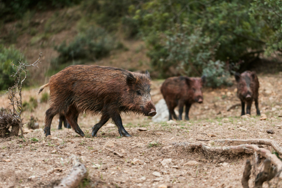 Programa vigilancia fauna silvestre