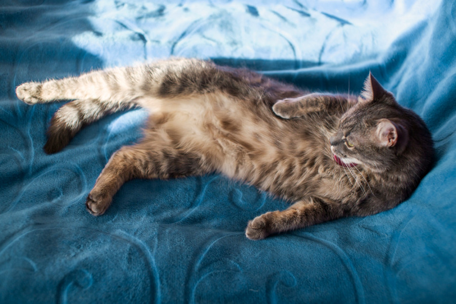 Proteínas marcadoras manejo obesidad felina