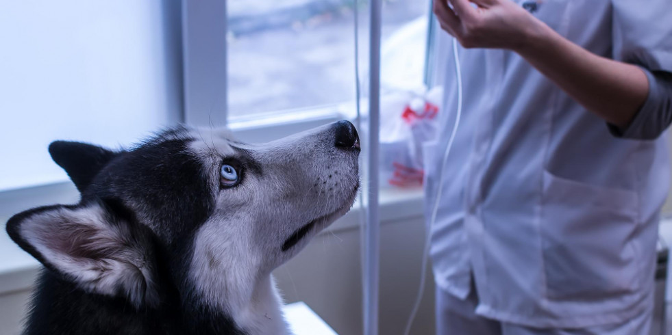 Factores de riesgo de urato de amonio en perros con derivaciones portosistémicas congénitas