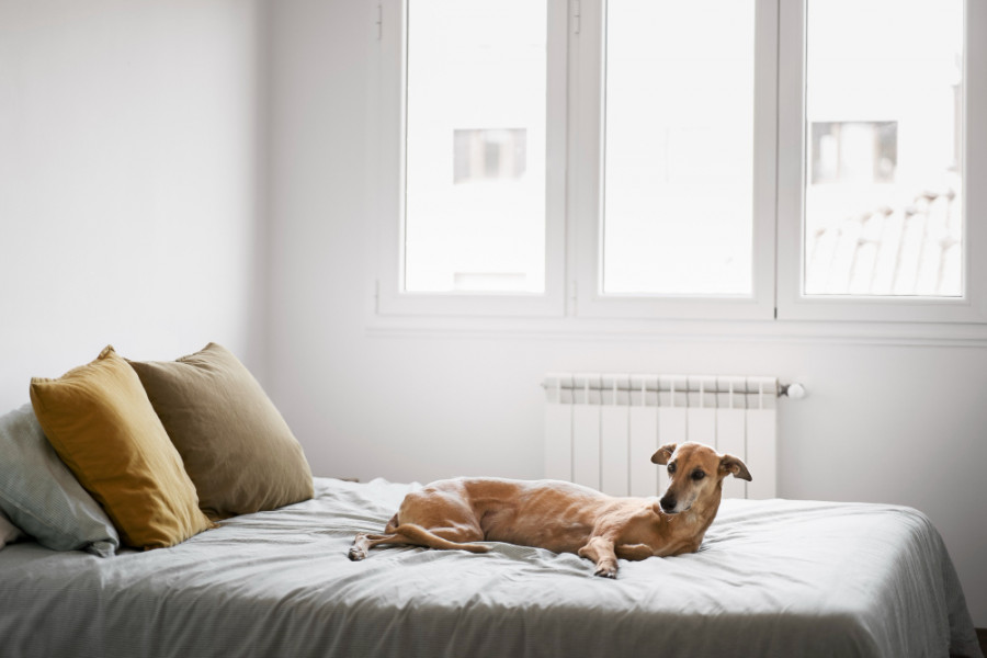 Factores de riesgo de linfoma en perros