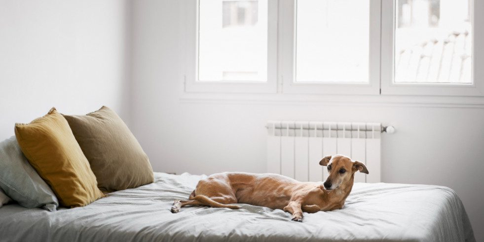 Lejía, comida casera, y tabaco, factores ambientales de riesgo de linfoma en perros